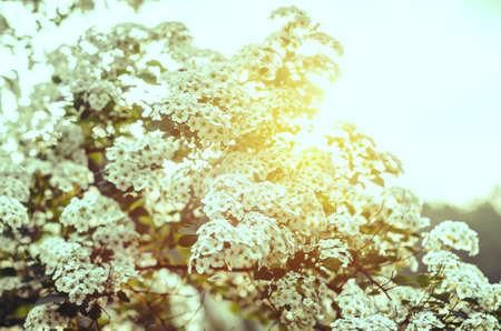White flowers bush Spiraea in the sunlightの写真素材