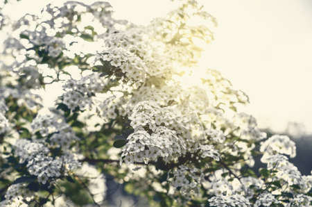 White flowers bush Spiraea in the sunlightの写真素材