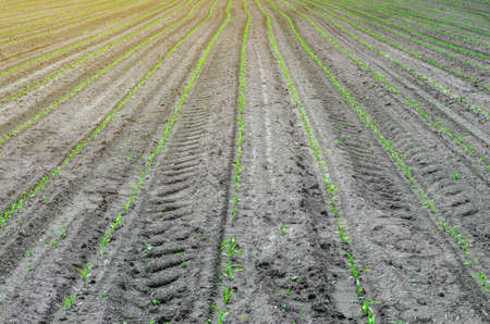 Young corn sprouts in a field in rows on a clean land.