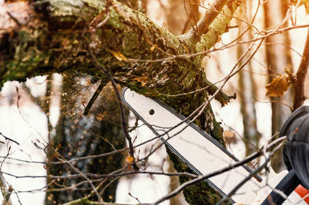 Chain saw saw cuts a log in the forest. Forest clearing, tree cutting, ecology.