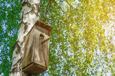 Old birdhouse on a birch among green leaves. Squirrel looks out.の写真素材