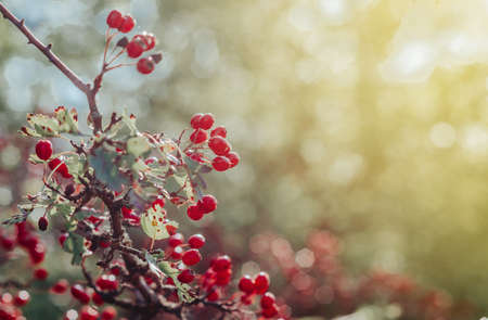 Red ripe berries of hawthorn branches with dark green leaves. In the rays of the evening autumn sun.の写真素材