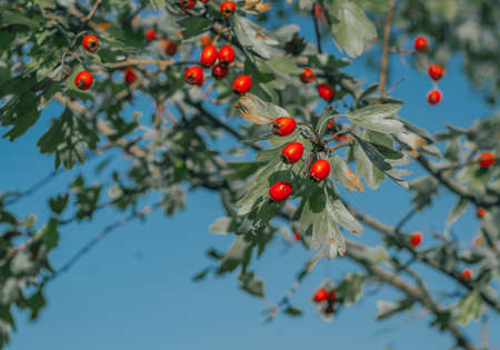 Red ripe berries of hawthorn branches with dark green leaves. on a background of blue sky.の写真素材