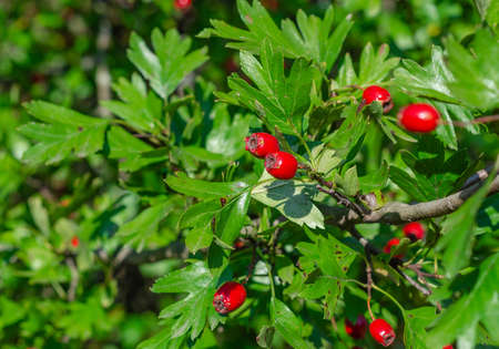 Red ripe berries of hawthorn branches with dark green leaves. Autumn harvest of medicinal plants. Small aperture, blurred backgroundの写真素材