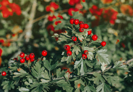 Red ripe berries of hawthorn branches with dark green leaves. In the rays of the evening autumn sun.の写真素材