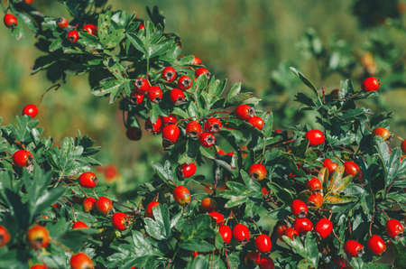 Red ripe berries of hawthorn branches with dark green leaves. In the rays of the evening autumn sun.の写真素材