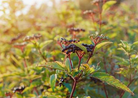Ripe black elderberries on the bushes in the sun. Blurred focus, medicinal plants.の写真素材