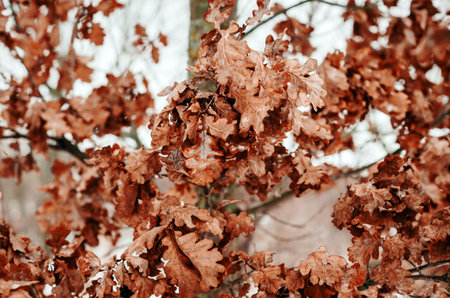 Dry oak leaves on oak branches on winter tree.の写真素材