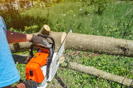 man's hands cut walnut tree with a chainsaw in backyard. The concept of protecting forests from...