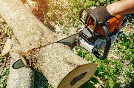 man's hands cut walnut tree with a chainsaw in backyard. The concept of protecting forests from...