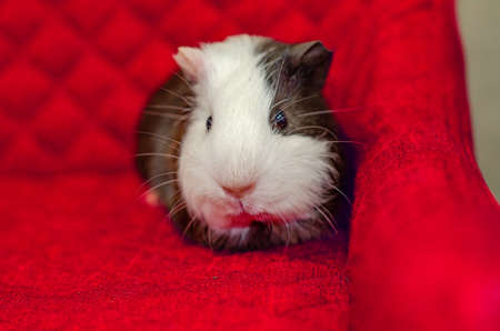 Sad tricolor guinea pig sitting on red sofa. cute pet. looking at camera.の写真素材
