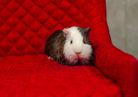 Sad tricolor guinea pig sitting on red sofa. cute pet. looking at camera.の写真素材