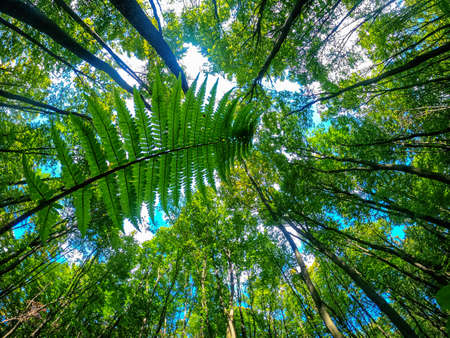 Rays of light falling through green leaves emphasize landscape of lush treetops in forest. bottom...