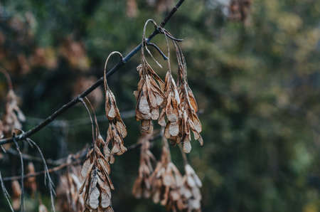 Dry ash seeds. Tree branch with dry seeds. Blurred background. autumn screensaverの写真素材