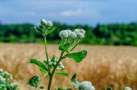 Green burdock flowers in meadow. Blurred background of yellow wheat field. medical plant.の写真素材