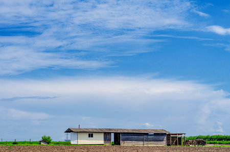 Utility wooden hut near field. Country cottage. Chopped firewood. agricultural landscape.の写真素材