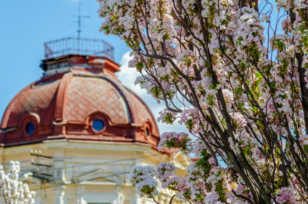 Cherry blossoms in spring against background of the city.の写真素材