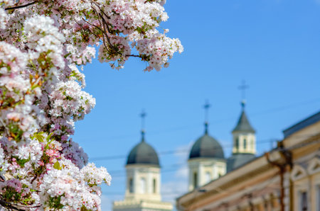 Cherry blossoms in spring against background of the city.の写真素材