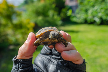 Male hand in black glove holds tiny turtle. Growing turtles at home.の写真素材