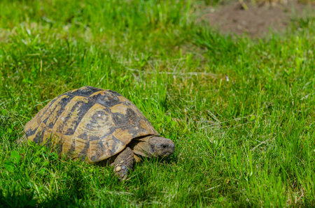 Spotted turtle in garden sitting on green grass. Land turtle.の写真素材