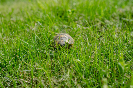Turtle in grass. Terrestrial spotted brown turtle among green plants in garden.の写真素材