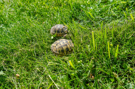 Two turtles on bright green lawn. Reproduction of turtles. Turtle sleepの写真素材
