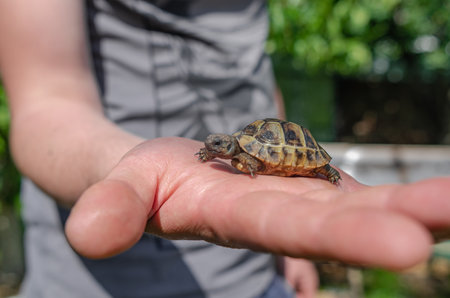 Little turtle on human palm. Close up of small land newborn turtle. Blurred backgroundの写真素材