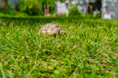 Spotted brown tortoise. Turtles in the park. summer bright landscape. selective focusの写真素材