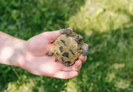 Little turtle on human palm. Close up of small land newborn turtle. Blurred backgroundの写真素材