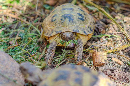Photo of cute turtle sittingin an aviary. Greek tortoise stuck its front paws out of shell and ate leaf.の写真素材