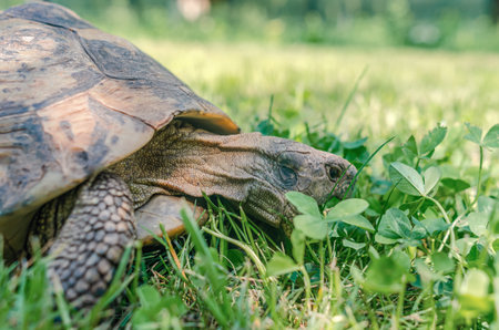 Turtle neck skin close up. Turtle head close up with open mouth on green grass background. The turtle eats grass in the garden.の写真素材