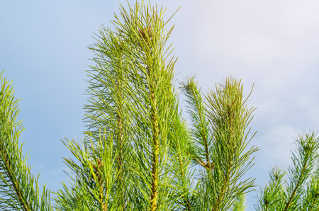 Bright green pine branches close up. evergreen trees. Tops of pine branches on background of sky.