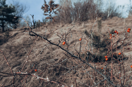 Red berries on bush without leaves in winter, selective focus. Red berries on tree without leaves in forest close up. hawthorn branch with thorns. Dry grass background.の写真素材