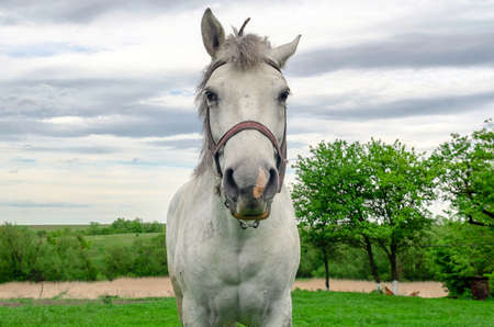 Portrait of a white horse in the villageの写真素材