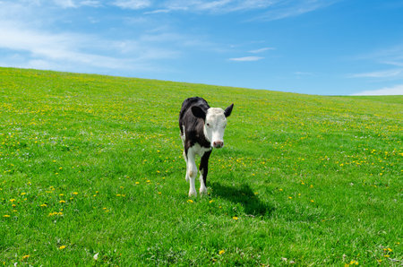 Little calf grazes on green pasture under a blue skyの写真素材