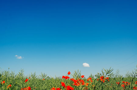 Red poppies in green field on background of blue sky, a small cloud in the sky.の写真素材
