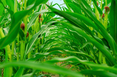 Rows of green corn in the field. Corn growth. inside view.
