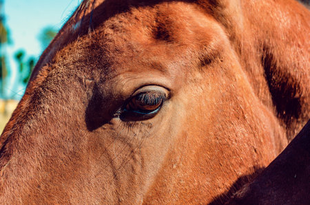 Eye of brown horse. long eyelashes. sad look.の写真素材