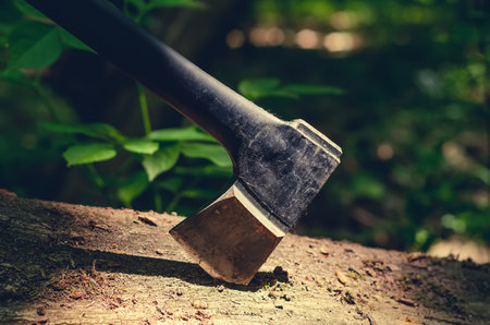 Ax with an orange handle stuck in a tree in a forest.