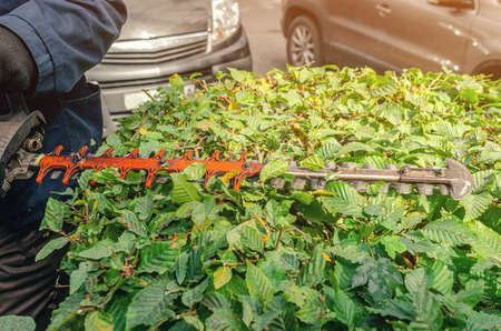 Worker prunes green bush garden gasoline shears, hedge. Work in garden. Pruning bushes in the cityの写真素材