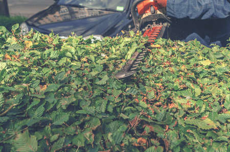 Worker prunes green bush garden gasoline shears, hedge. Work in garden. Pruning bushes in the city