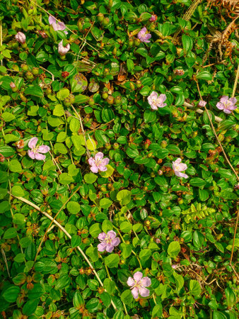 Pink flowers on green leaves red berries with thorns