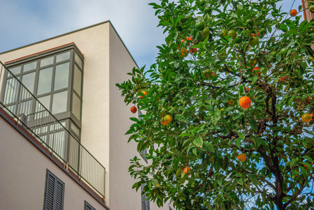 Orange tree with hanging colorful citrus fruits. Orange and green orange fruits on tree in city.