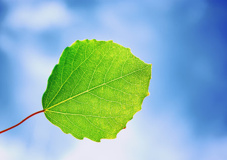 ordinary green leaf from tree on background of a blue sky