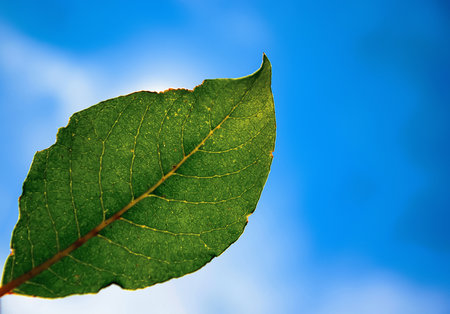 ordinary green leaf from tree on background of a blue skyの写真素材