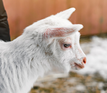 A little black-and-white goat with horns stands on a green meadow and chews a cabbage leaf. Close-up, horizontal orientation, no people, copy spaceの写真素材