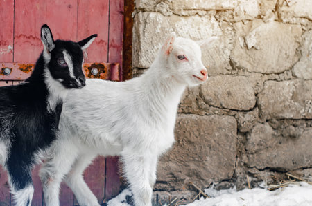 A little black-and-white goat with horns stands on a green meadow and chews a cabbage leaf. Close-up, horizontal orientation, no people, copy spaceの写真素材