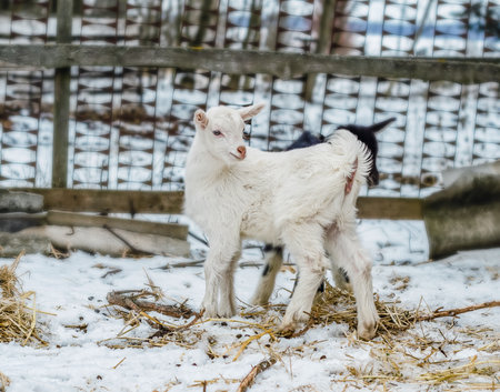 A little black-and-white goat with horns stands on a green meadow and chews a cabbage leaf. Close-up, horizontal orientation, no people, copy spaceの写真素材
