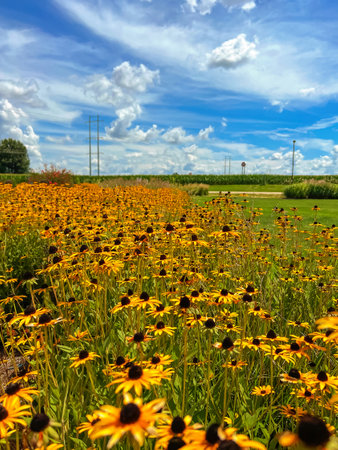 Flowerbed with yellow echinacea flowers