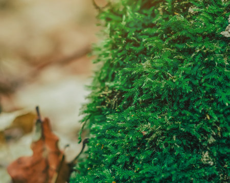 greenmoss. Modern eco friendly decor made of colored stabilized moss. Natural background for design and text.の写真素材